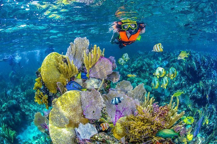 SNORKEL MUSA ARRECIFES